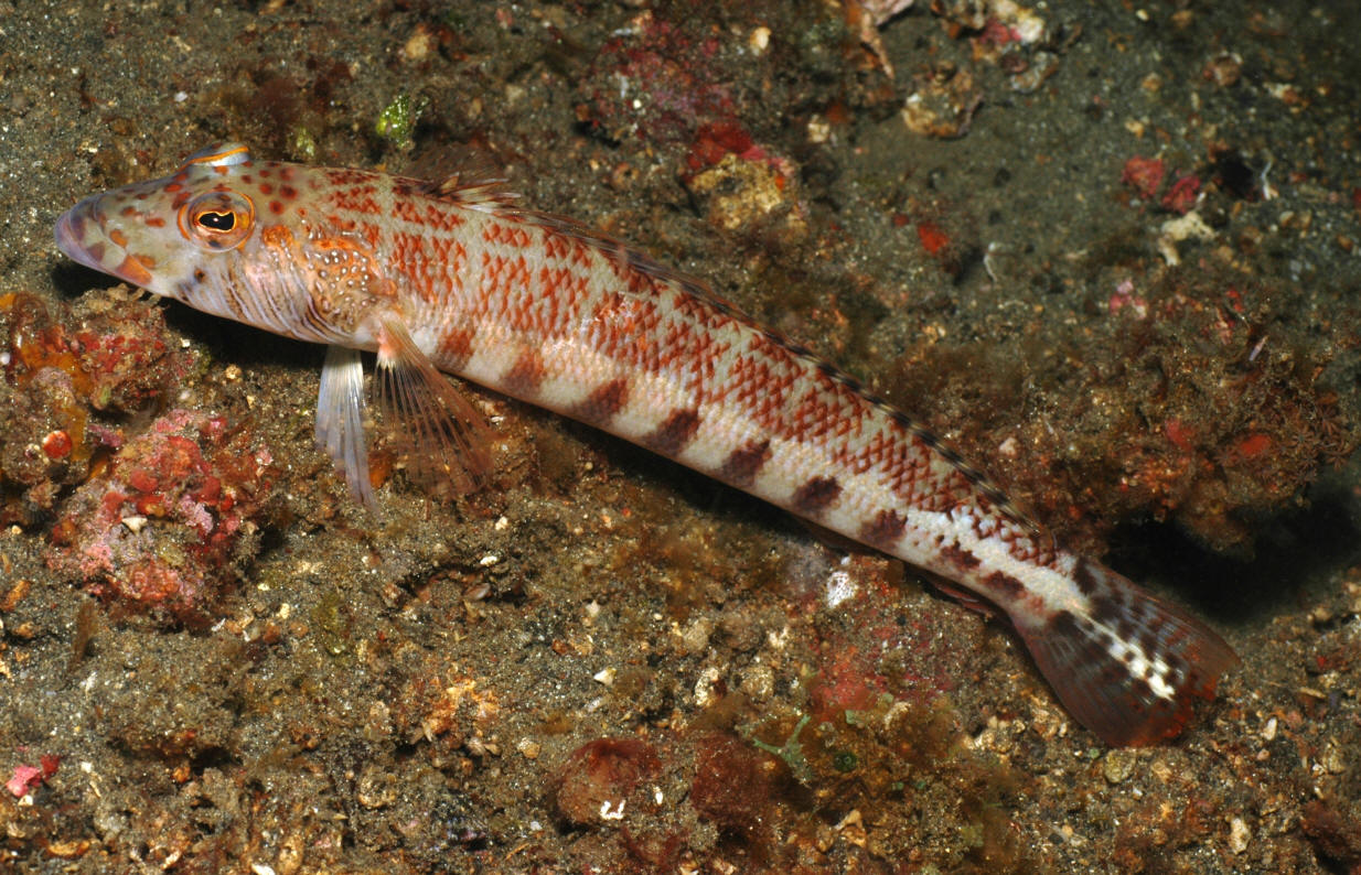 Parapercis maculata